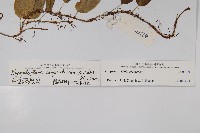 白莖假瘤蕨藏品圖，第2張