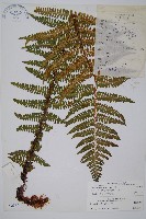 藏布鱗毛蕨藏品圖，第1張