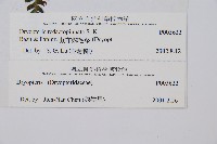 藏布鱗毛蕨藏品圖，第2張