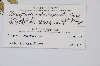 藏布鱗毛蕨藏品圖，第2張