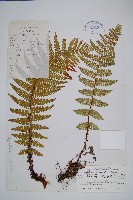 貢山鱗毛蕨藏品圖，第1張