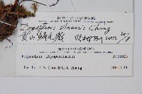 貢山鱗毛蕨藏品圖，第2張