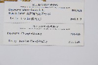 藏布鱗毛蕨藏品圖，第2張