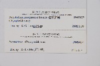 寶興耳蕨藏品圖，第2張