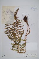 工布耳蕨藏品圖，第1張