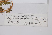 工布耳蕨藏品圖，第2張