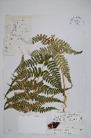 重齒鱗毛蕨藏品圖，第1張