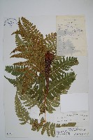 重齒鱗毛蕨藏品圖，第1張