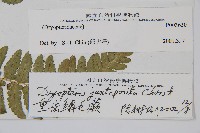 重齒鱗毛蕨藏品圖，第2張