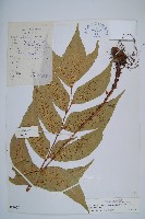 細齒貫眾蕨藏品圖，第1張