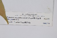 細齒貫眾蕨藏品圖，第2張