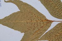 細齒貫眾蕨藏品圖，第5張