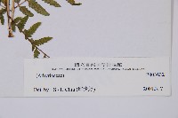 登錄號:P003632藏品圖，第3張