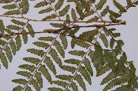 登錄號:P003632藏品圖，第4張