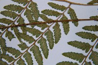 登錄號:P003632藏品圖，第5張