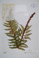 雞足山耳蕨藏品圖，第1張