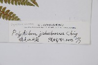 雞足山耳蕨藏品圖，第2張