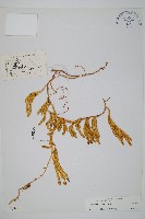 杉葉蔓石松藏品圖，第1張