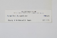 杉葉蔓石松藏品圖，第2張