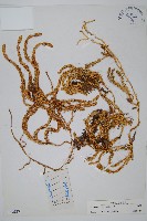 杉葉蔓石松藏品圖，第1張