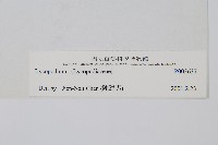 杉葉蔓石松藏品圖，第2張