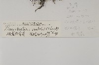 硫黃粉背蕨藏品圖，第2張