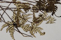 硫黃粉背蕨藏品圖，第3張