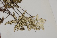 硫黃粉背蕨藏品圖，第4張