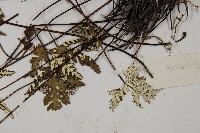 硫黃粉背蕨藏品圖，第5張