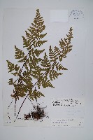 絨毛薄麟蕨藏品圖，第1張