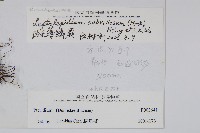 絨毛薄麟蕨藏品圖，第2張