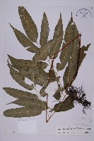 登錄號:P003642藏品圖，第1張