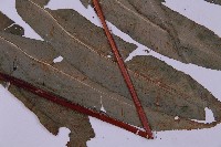 登錄號:P003642藏品圖，第3張