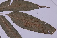 登錄號:P003642藏品圖，第4張