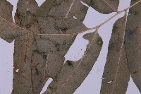 登錄號:P003642藏品圖，第5張