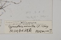 歐洲金毛裸蕨藏品圖，第2張