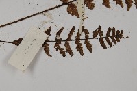 歐洲金毛裸蕨藏品圖，第3張