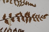 歐洲金毛裸蕨藏品圖，第4張