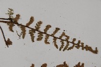 歐洲金毛裸蕨藏品圖，第5張