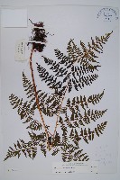 登錄號:P003644藏品圖，第1張