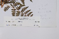 登錄號:P003644藏品圖，第2張