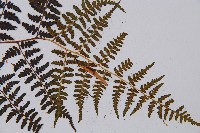 登錄號:P003644藏品圖，第3張