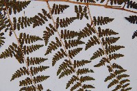 登錄號:P003644藏品圖，第4張