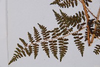 登錄號:P003644藏品圖，第5張