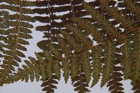 蹄蓋蕨藏品圖，第3張