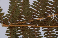 蹄蓋蕨藏品圖，第4張