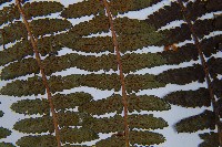 蹄蓋蕨藏品圖，第5張