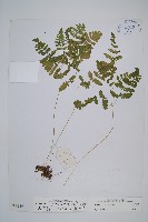 羽節蕨藏品圖，第1張