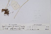 羽節蕨藏品圖，第2張