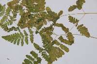 羽節蕨藏品圖，第3張